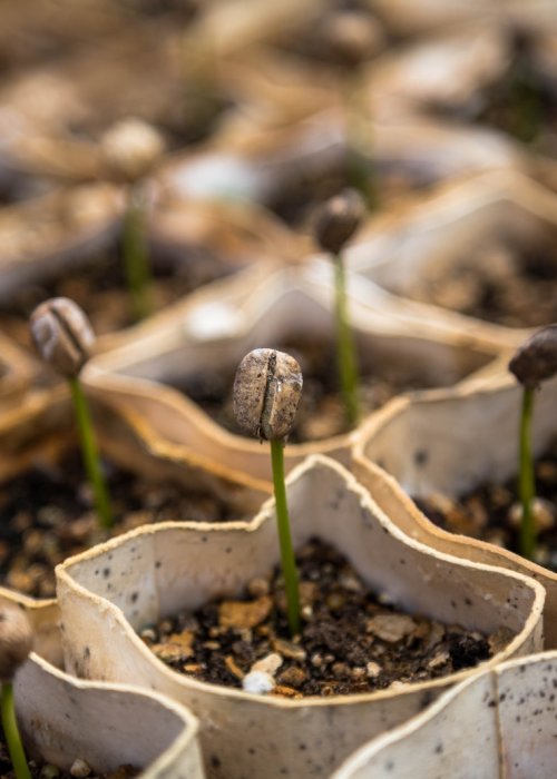 row of bean sprout